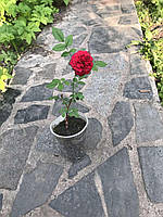 Троянда мініатюрна червона. 0.5 л.