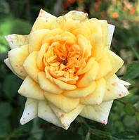 Троянда мініатюрна жовта. 0.5 л.