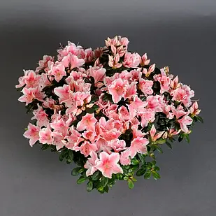 Саджанці Азалії рожевої (Azalea) Ø 13 см
