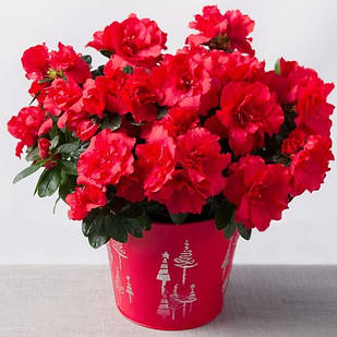 Саджанці Азалії червоної (Azalea) Ø 13 см