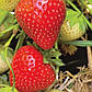 Розсада полуниці Каденція - пізня, урожайна, солодка, фото 2