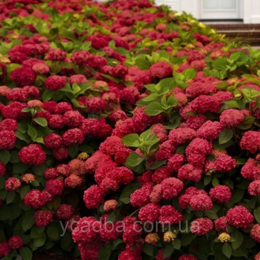 Гортензія крупнолиста Ред Барон, Red Baron 65 (горщик 0,5л), фото 1