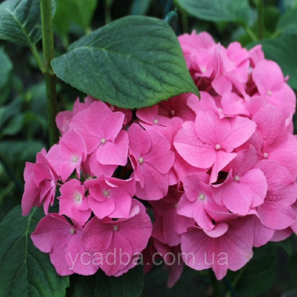 Гортензія крупнолиста Розіта, Rosita (горщик 0,5л), фото 1