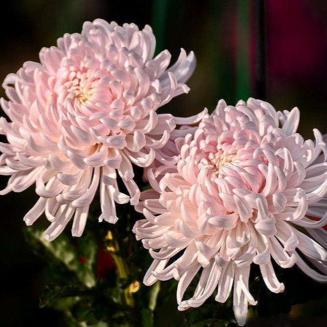Саджанці Хризантеми Повна Торонто Роуз (Chrysanthemum Toronto Rose) P9, фото 1