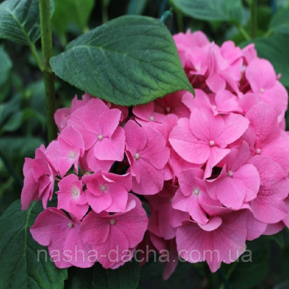 Гортензія крупнолиста Розіта, Rosita (горщик 0,5л)