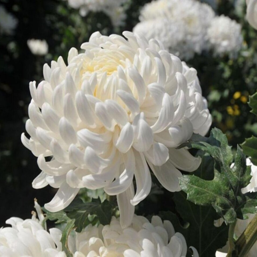 Саджанці Хризантеми Повна Ангеліс (Chrysanthemum Angelys) P9, фото 1