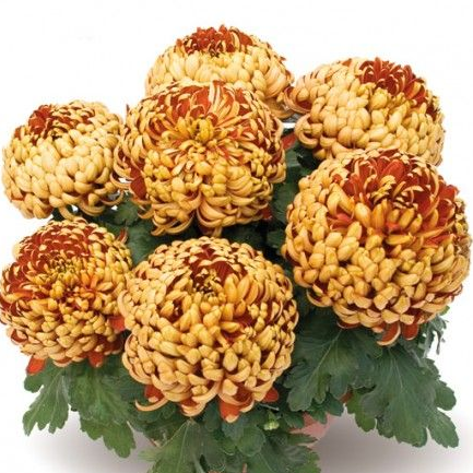 Саджанці Хризантеми Повна Бафара (Chrysanthemum Bafara) P9, фото 1