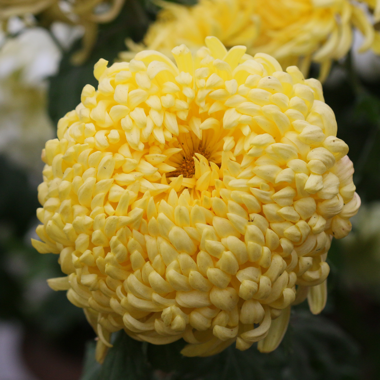 Саджанці Хризантеми Повна Беллатія (Chrysanthemum Belattia) P9, фото 1
