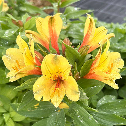 Альстромерія Спрінг Веллі / С2 / Alstroemeria Spring Valley, фото 2