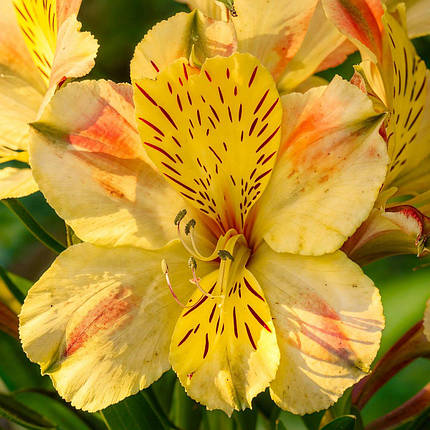 Альстромерія Спрінг Веллі / С2 / Alstroemeria Spring Valley, фото 1