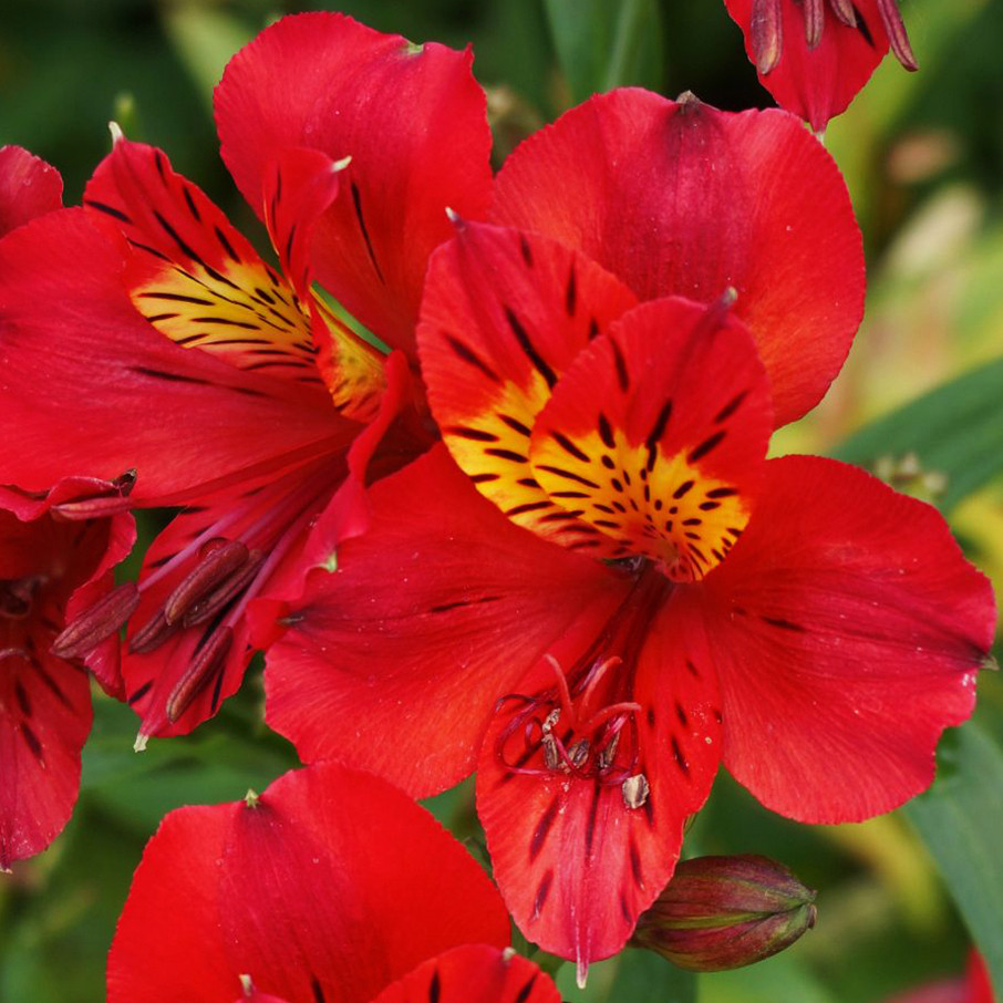 Альстромерія Саммер Пеппер / С2 / Alstroemeria Summer Pepper