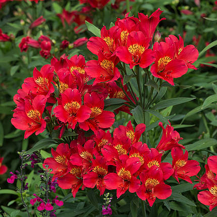 Альстромерія Саммер Пеппер / С2 / Alstroemeria Summer Pepper, фото 2