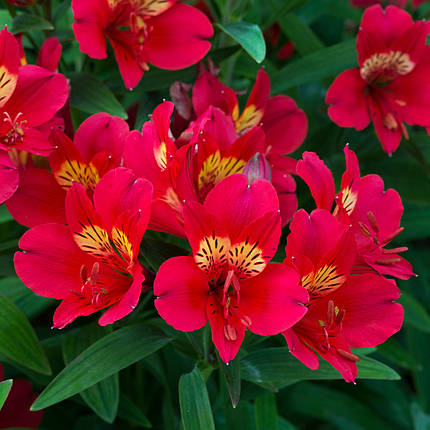 Альстромерія Саммер Пеппер / С2 / Alstroemeria Summer Pepper, фото 3