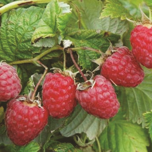 Саджанці малини Пересвіт (Rubus idaeus) - пізня, урожайна, транспортабельна.