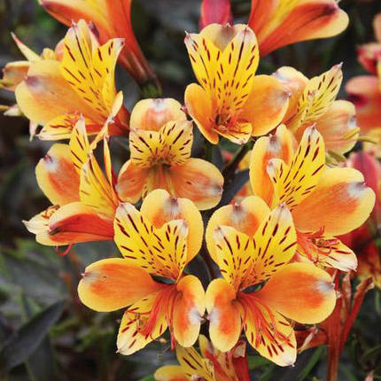 Альстромерія Саммер Бріз / С2 / Alstroemeria Summer Breeze, фото 1