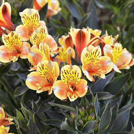 Альстромерія Саммер Бріз / С2 / Alstroemeria Summer Breeze, фото 2