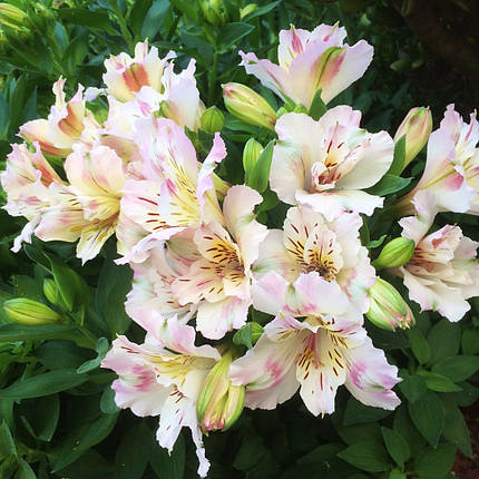Альстромерія Таймс Веллі / С2 / Alstroemeria Times Valley, фото 2
