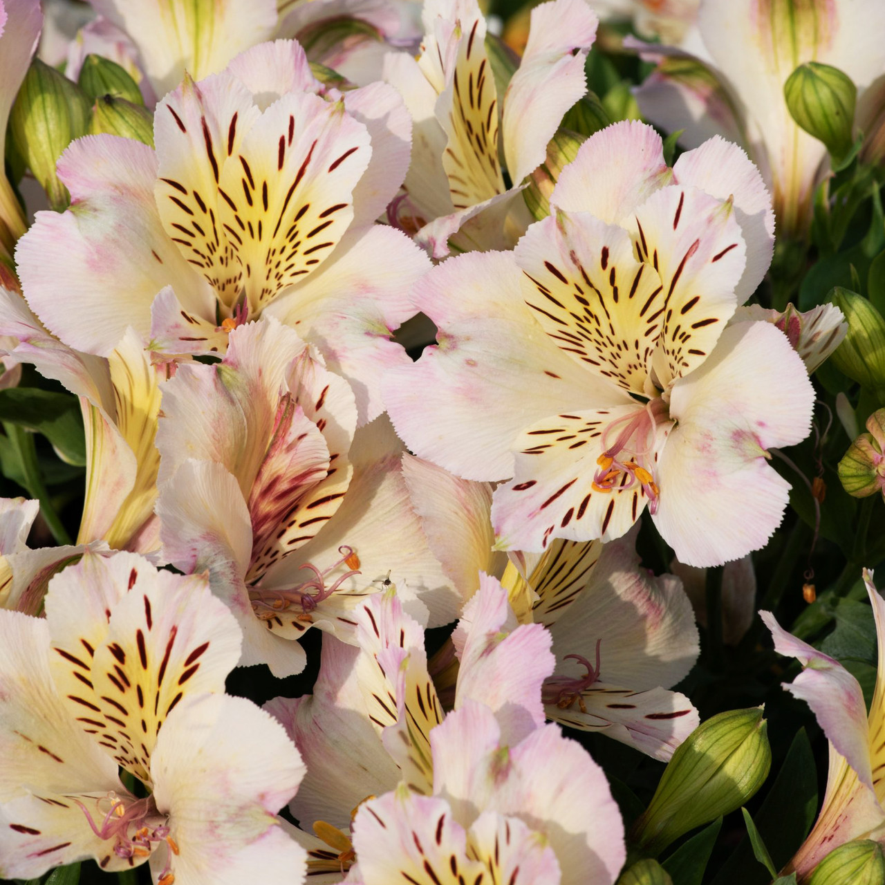 Альстромерія Таймс Веллі / С2 / Alstroemeria Times Valley