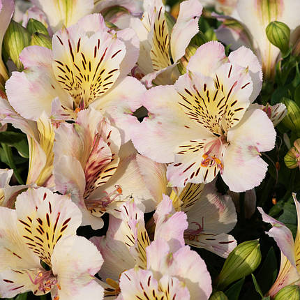 Альстромерія Таймс Веллі / С2 / Alstroemeria Times Valley, фото 1