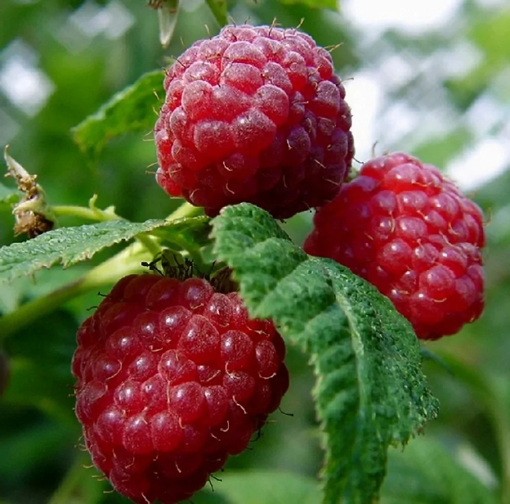 Саджанці малини Сонечко - рання, урожайна, транспортабельна., фото 1