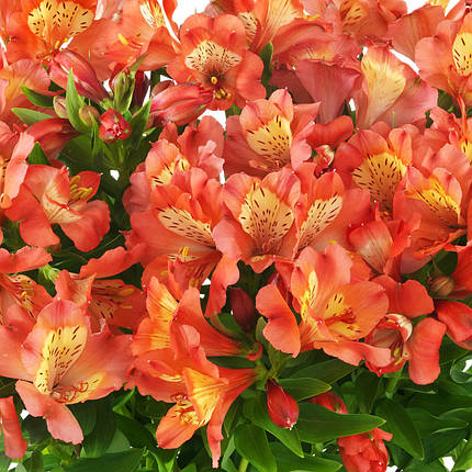 Альстромерія Веллі Герл / С2 / Alstroemeria Valley Girl, фото 1
