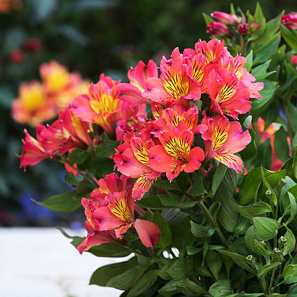Альстромерія Веллі Герл / С2 / Alstroemeria Valley Girl, фото 2