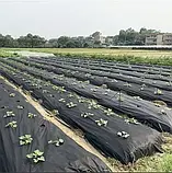 Агроволокно 50 г/м², 1.07×100 м чорне з перфорацією 2 отвори, фото 6