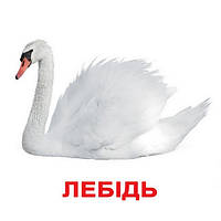 Картки Домана українською "Птахи" ламіновані