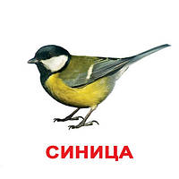 Карточки Домана на русском "Птицы" ламинация