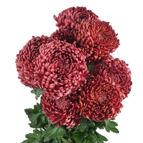 Саджанці Хризантеми Повна Космо Бордо (Chrysanthemum indicum Cosmo Bordeaux) P9, фото 1