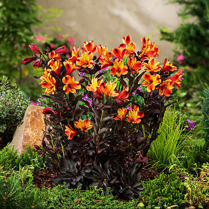Альстромерія Індіан Саммер / С2 / Alstroemeria Indian Summer, фото 2