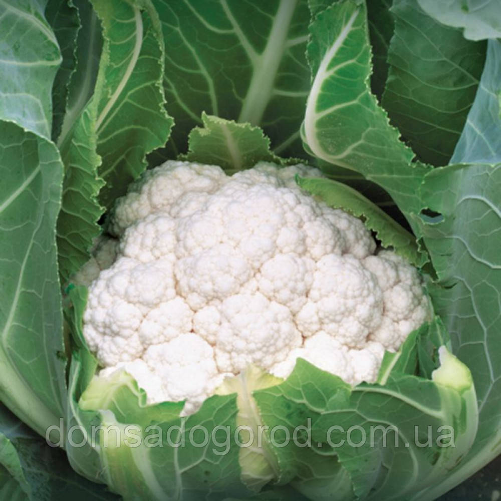 Капуста цвітна КЛАРІНА F1 Syngenta 2500 шт