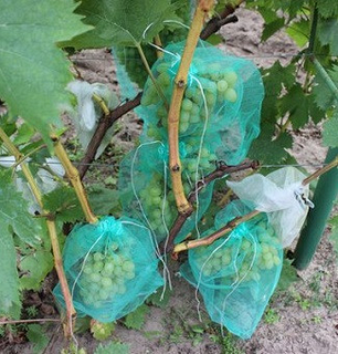 Сітка від ос для винограду на 5кг, розмір 28*40 см, зеленого кольору, фото 3