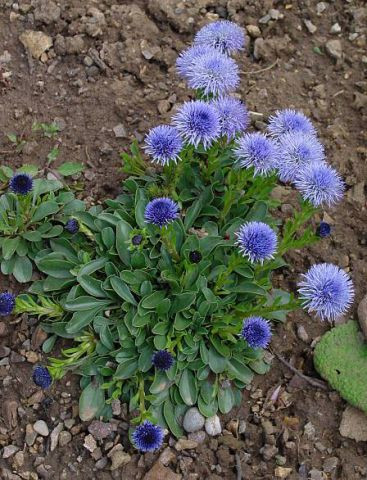 Глобулярія (кульниця), фото 1