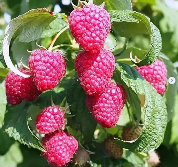 Саджанці ремонтантної малини Доломія Плюс - великоплідна, солодка, урожайна, фото 1