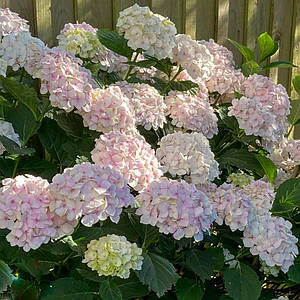 Гортензія крупнолиста 'Mme Em. Mouillere', контейнер 0,5л