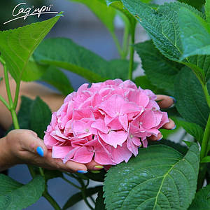 Гортензія крупнолистная 'Fripon'. Контейнер 0,5л