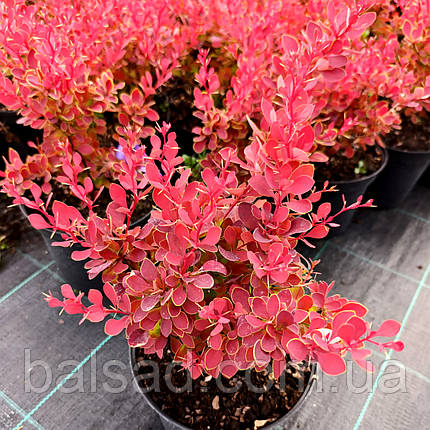 Барбарис тунберга Рубі Стар / Berberis thunbergii Ruby Star, фото 4
