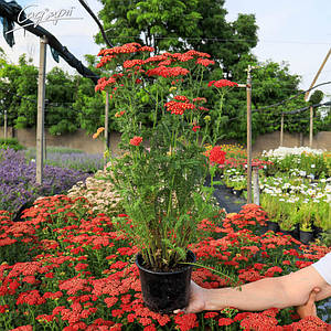 Деревій гібридний 'Red Velvet'. Контейнер 1 л