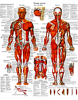 Анатомічний плакат М'язова система 86×67см