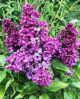 Бузок привитий СП. Как на фото. 0.5 л.