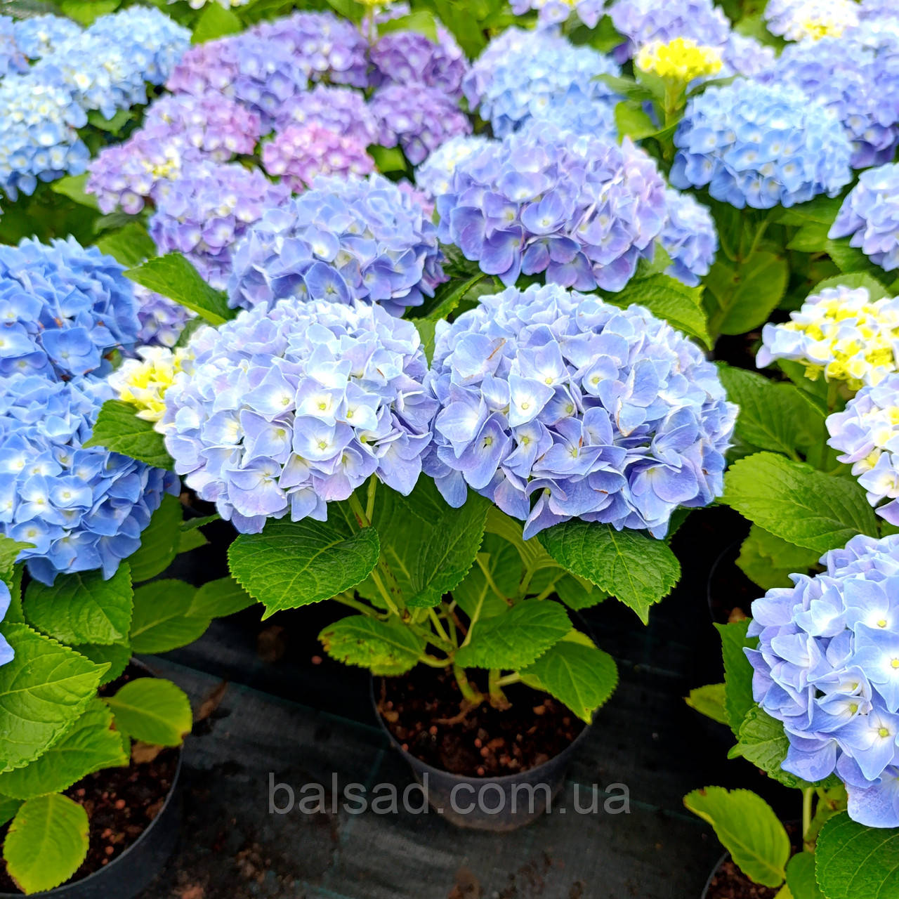 Гортензія крупнолиста Фаболо Блю / С3 / Hydrangea Fabolo Blue