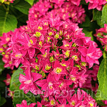 Гортензія Френсі Хот Пінк / Р14 / Hydrangea Francy Hot Pink, фото 5