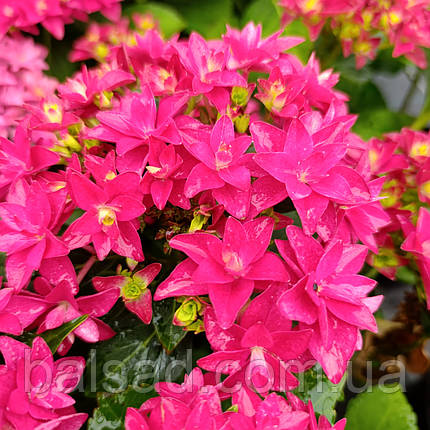 Гортензія Френсі Хот Пінк / Р14 / Hydrangea Francy Hot Pink, фото 1
