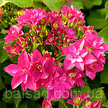 Гортензія Френсі Хот Пінк / Р14 / Hydrangea Francy Hot Pink, фото 6