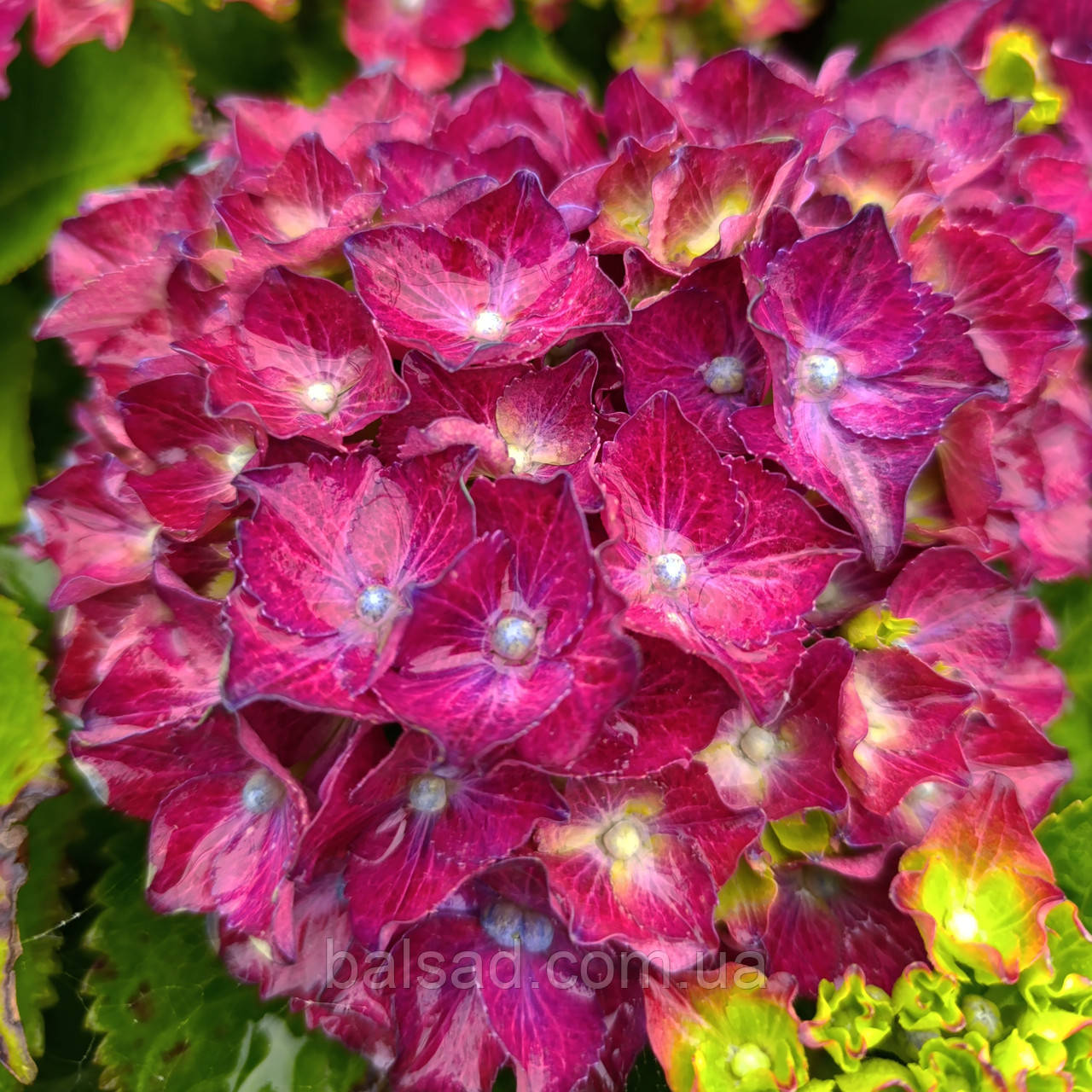Гортензія Роял Ред Пурпл / С3 / Hydrangea Royal Red Purple