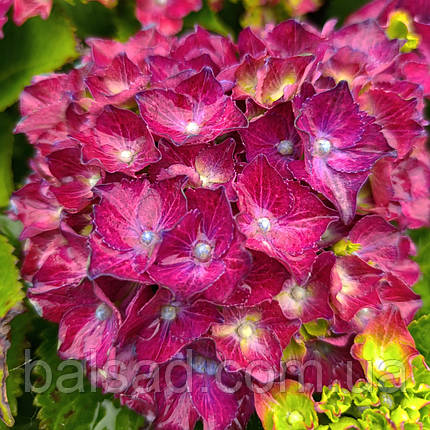 Гортензія Роял Ред Пурпл / С3 / Hydrangea Royal Red Purple, фото 1