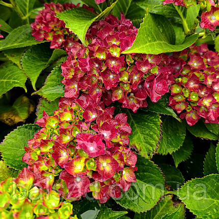 Гортензія Роял Ред Пурпл / С3 / Hydrangea Royal Red Purple, фото 4