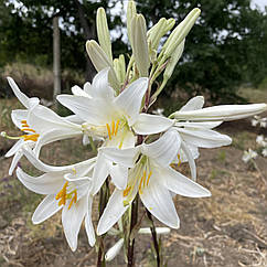 Лілія запашна лікарська білосніжна Кандідум Lilium candidum, цибулина 1шт
