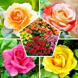 КОМПЛЕКТИ ТРОЯНД